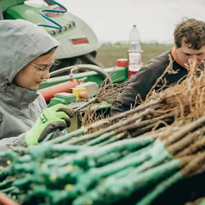 Weinernte bei Ostoros